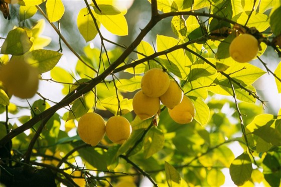 Citroník limonový (Citrus limon)