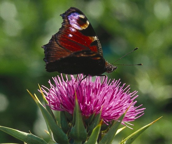 Ostropestec mariánský (Silybum marianum)