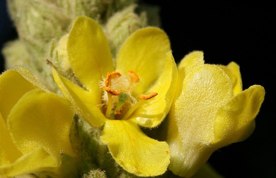 Divizna velkokvtá (Verbascum densiflorum)