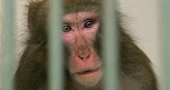 Dosud nejslavnjí uprchlík z olomoucké zoo - makak impy u opt za míemi.
