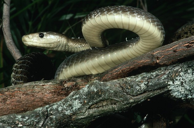 Výsledek obrázku pro mamba černá