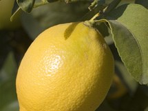 Citronk limonov (Citrus limon)