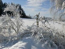 Stromy v okol Volar a Kianova na Prachaticku pokrv v tchto dnech siln vrstva nmrazy. 