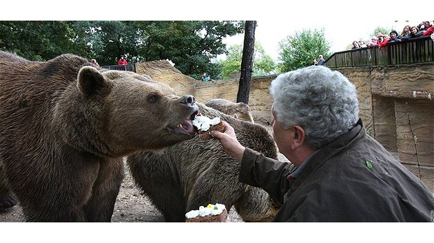 Filma Václav Chaloupek krmí na svátek sv. Václava pamlsky "své" veerníkové  medvdy v plzeské zoo a symbolicky je tak ukládá k zimnímu spánku 