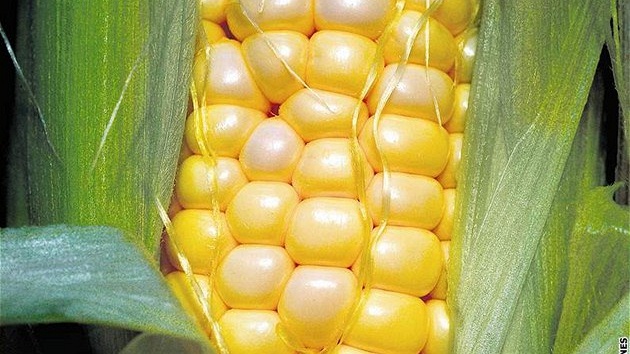 Geneticky upravená kukuřice Geneticky upravená kukuřice
