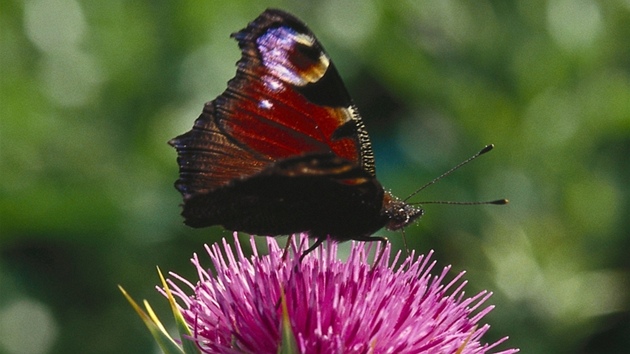 Ostropestřec mariánský (Silybum marianum) Ostropestřec mariánský (Silybum marianum)