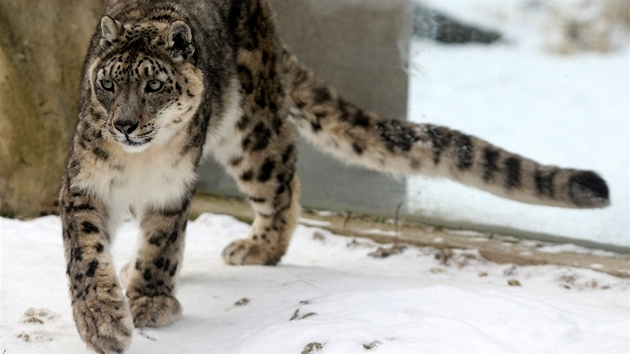 Levhart sněžný v jihlavské zoo. Levhart sněžný v jihlavské zoo.