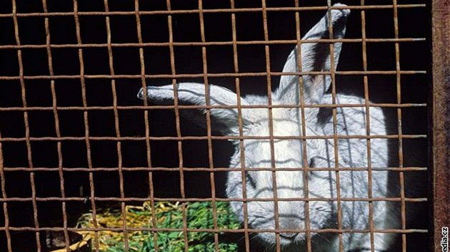 Větší králík ocení přes letní sezonu pobyt venku, ideálně i s výběhem. Větší králík ocení přes letní sezonu pobyt venku, ideálně i s výběhem.