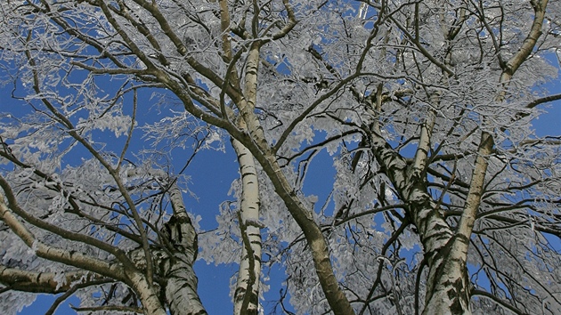 Stromy v okolí Volar a Kianova na Prachaticku pokrývá v tchto dnech silná vrstva námrazy. 