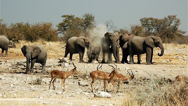 Namibie, Národní park Etosha