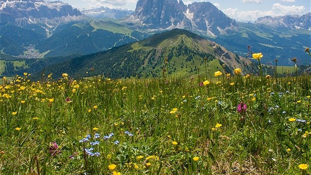 Louka u horní stanice lanovky Seceda svítí lutými kvty upolín