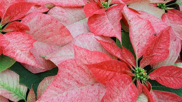 Ve zbarvení listen je nekonen mnoho jemných pechod  tato vánoní hvzda vypadá jako krásná híka malíe