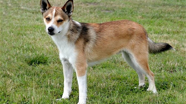 Norský lundehund Norský lundehund