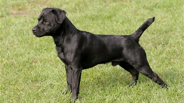 Patterdale teriér