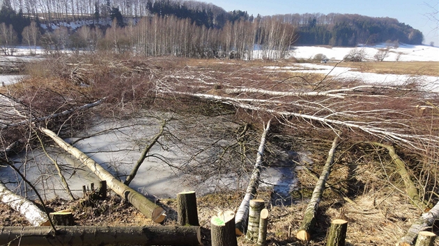V CHKO Broumovsko řádil neznámý vandal, pokácel 384 stromů. V CHKO Broumovsko řádil neznámý vandal, pokácel 384 stromů.