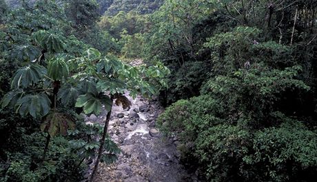Amazonský prales me skrývat látky úinné v boji proti rakovin. Ilustraní foto