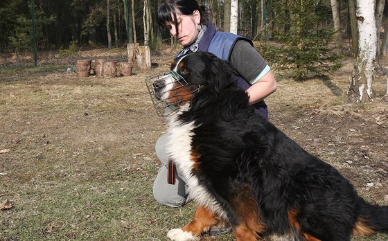 Tereza Pardubská z psího útulku v Plzni pi venení psa Daga, kterého nkdo nechal uvázaného v lesíku u útulku.