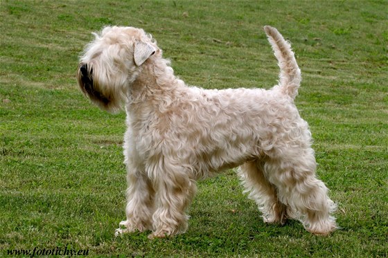 Irský soft coated wheaten teriér