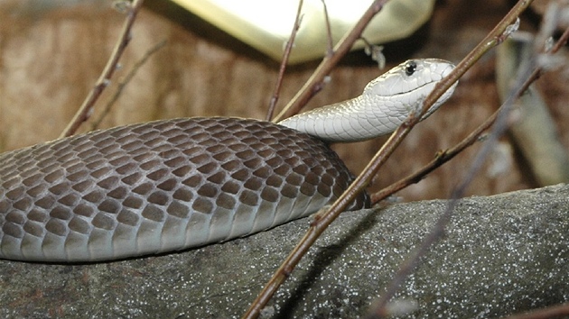 Mamba erná, která kousla moravského chovatele, dnes ije v Dubi u Prahy.