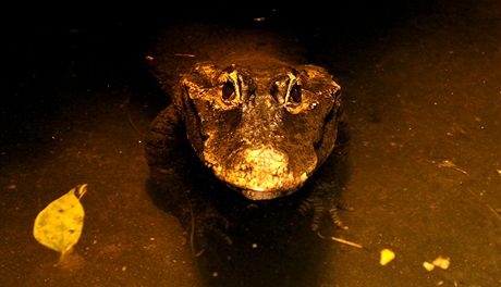 Nejstarí obyvatel jihlavské zoo krokodýl Rocco.