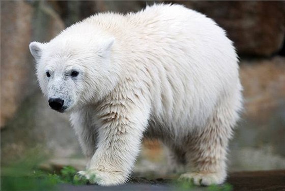 Lední medvd Knut z berlínské zoo troku pibral