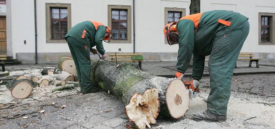 Obyvatele Helenína rozdlilo kácení strom v jejich tvrti na dva tábory. Jeden se chce nebezpených strom zbavit, druhý se jejich likvidaci brání. Ilustraní snímek