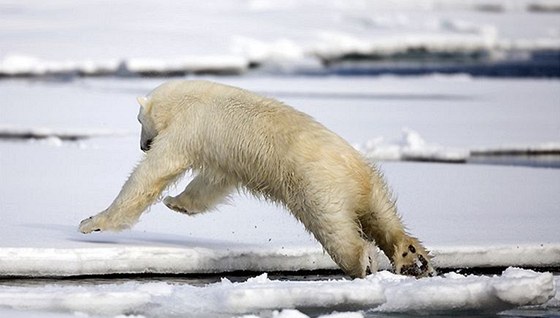 Lední medvdi jsou existenn závislí na ledovci. Pokud roztaje, zmizí i oni. Ilustraní foto.