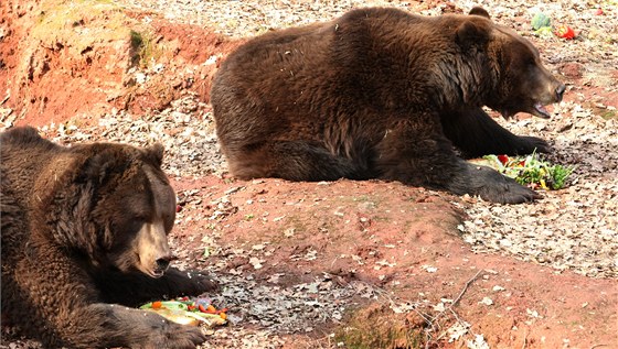 Dva z medvd chomutovského zooparku ve výbhu, kam byl po zimním spánku nalákáni na pamlsky.
