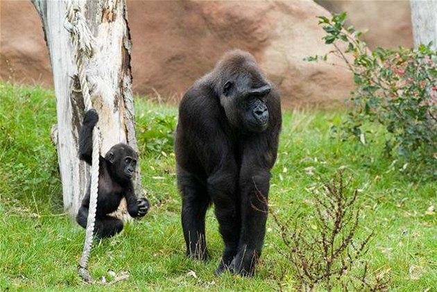 Gorilí mlád Moja s matkou Kijivu