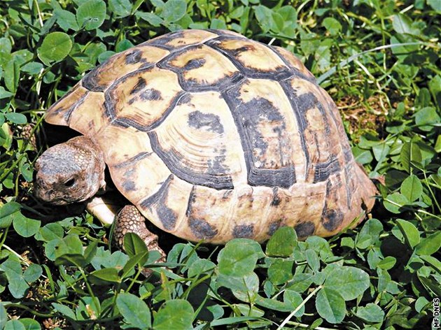 Brnnská zoo dostala chránné elvy zelenavé