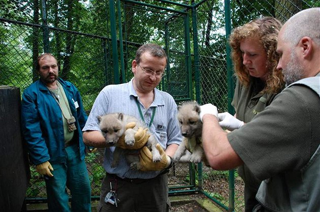 Vlata vlka arktického z brnnské zoo byla okována