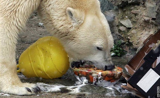 Na první narozeniny dostala medvíata z brnnské zoo dv luté plastové bójky a rybí dort