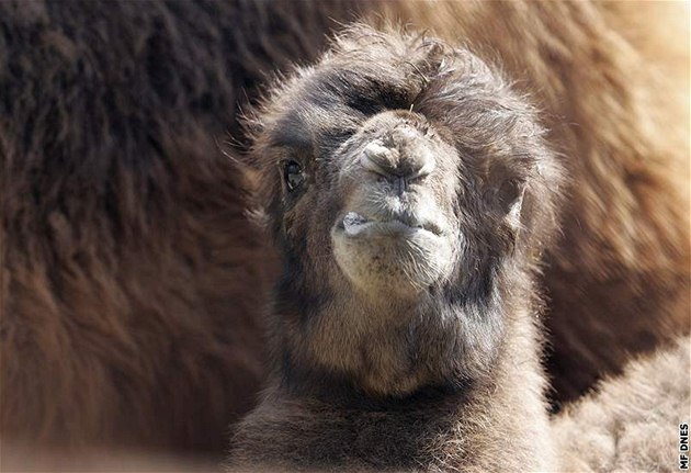 Mlád velblouda dvouhrbého v brnnské zoo