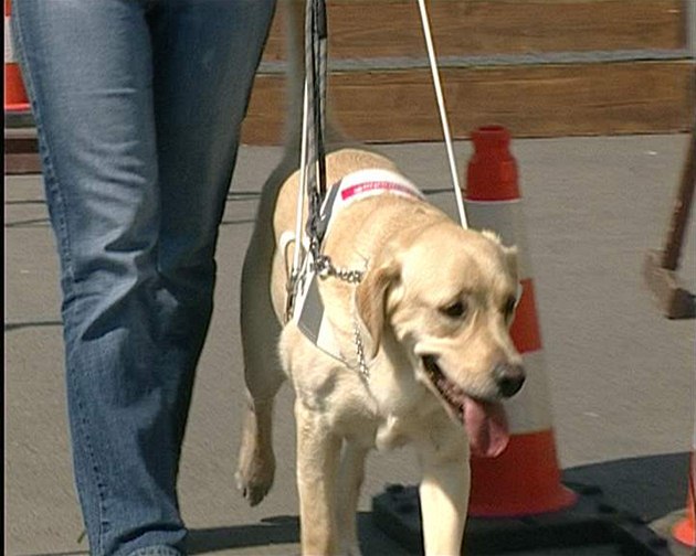 Dosud mohli zadarmo jezdit v plzeské MHD jen vodící psi s nevidomými. Ilustraní foto