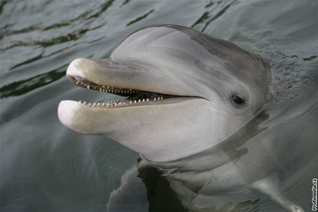 Vorvan ped smrtí zachránila samice delfína. Ilustraní foto
