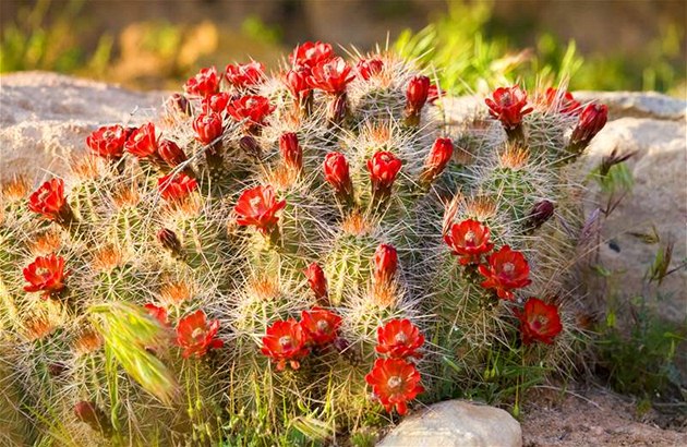 V období rstu potebují kaktusy hodn vody.
