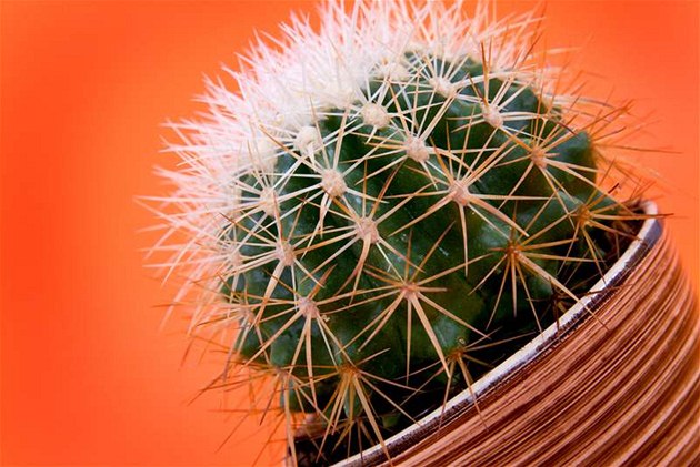 Kaktusy pestávají rst v zim a v parném lét.