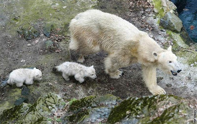 Lední medvíata v brnnské zoo