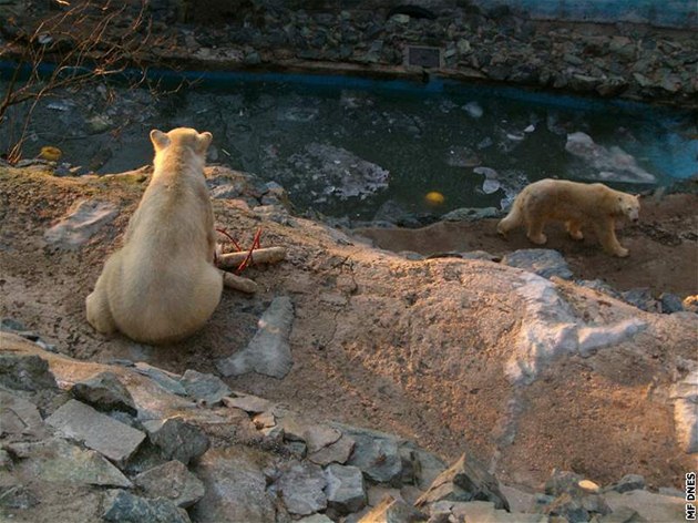 Ilustraní foto medvdích dvojat Toma a Billa z brnnské zoo