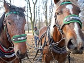 Veejn zele msta Brna si poprv objednala na pravu mstskch park pr kon.