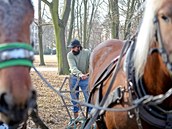 Veejn zele msta Brna si poprv objednala na pravu mstskch park pr kon.