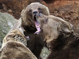 Medvdi v plzesk zoo u procitli ze zimnho spnku