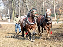 Veejn zele msta Brna si poprv objednala na pravu mstskch park pr kon.