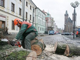 Kcen poslednch strom na Velkm nmst v Hradci Krlov