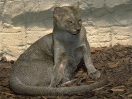 Jaguarundi ve vbhu v prask zoo.