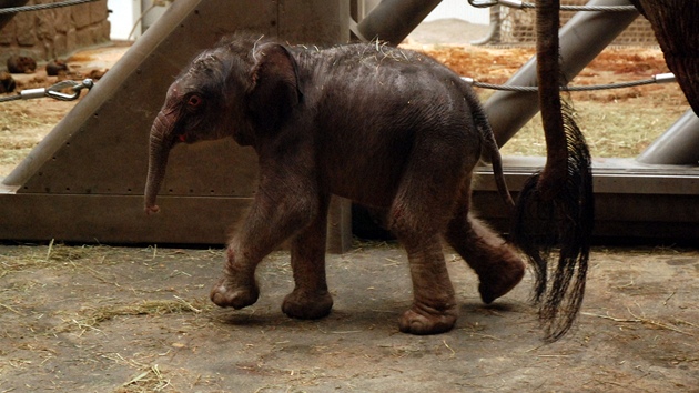 Novorozen sln z ostravsk zoo.