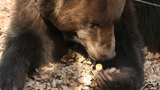 Jeden z medvd chomutovského zooparku ve výbhu.