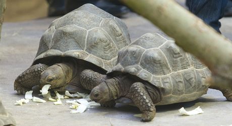 elvy obrovsk v nov expozici plzesk zoo