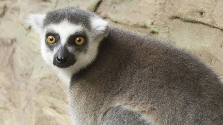 Lemur 