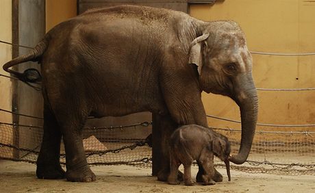 Slonice Vishesh se svým prvním mládtem loni na konci bezna. Sameek nepeil, ale slonice je opt bezí.